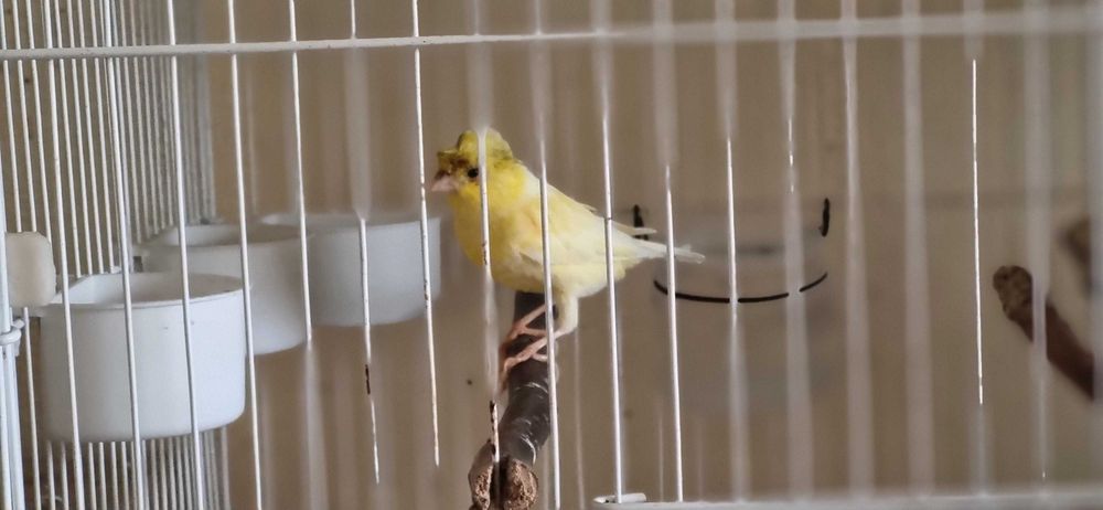 Чубатый самец 10 мес., очень красиво и нежно поёт