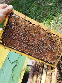 Пчелни семейства 2024г