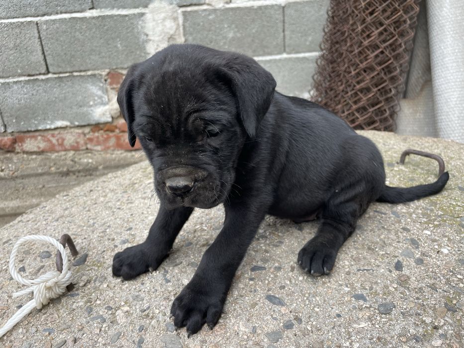 Кане корсо cane corso