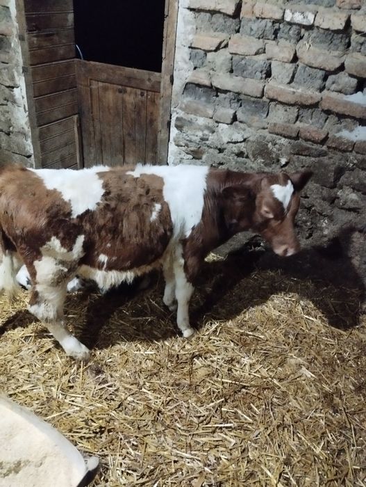 Vând doi vitei înțarcati