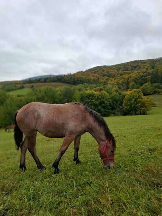 Am Mânză de vanzare
