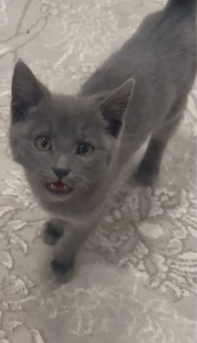 Britan mushukcha 4 oylik