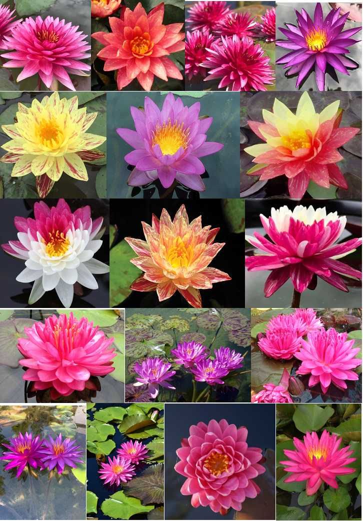 Vand nuferi, zambile de apa pentru iaz si diverse plante de margine
