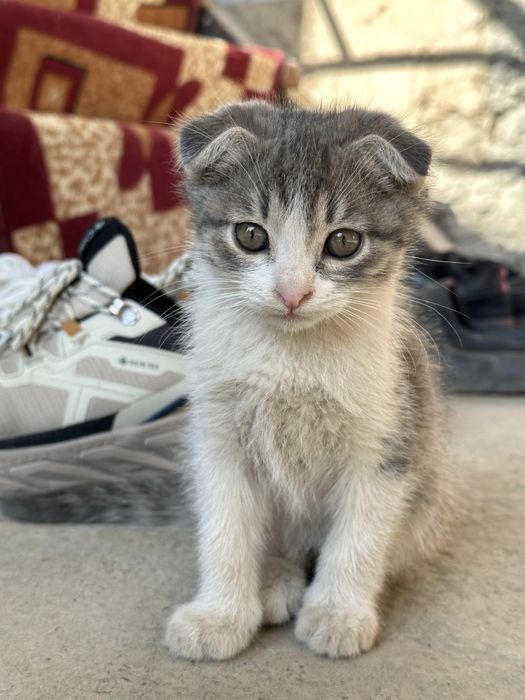 Котенок 2 месяца мальчик