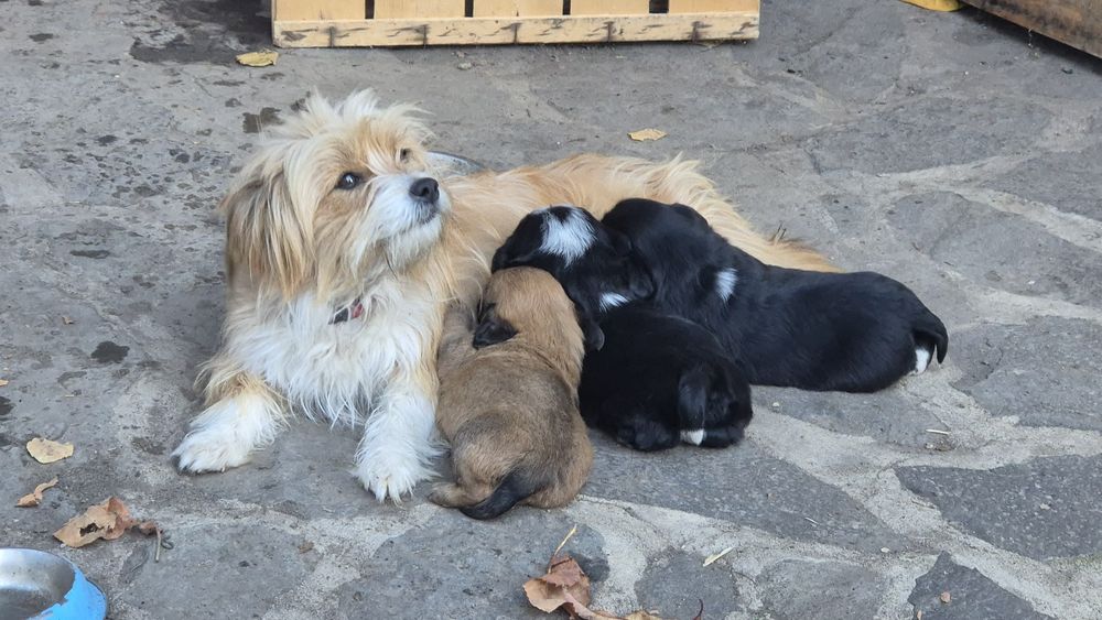 Donam doi catelusi metis