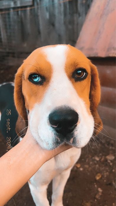 Caine rasa beagle Beagle