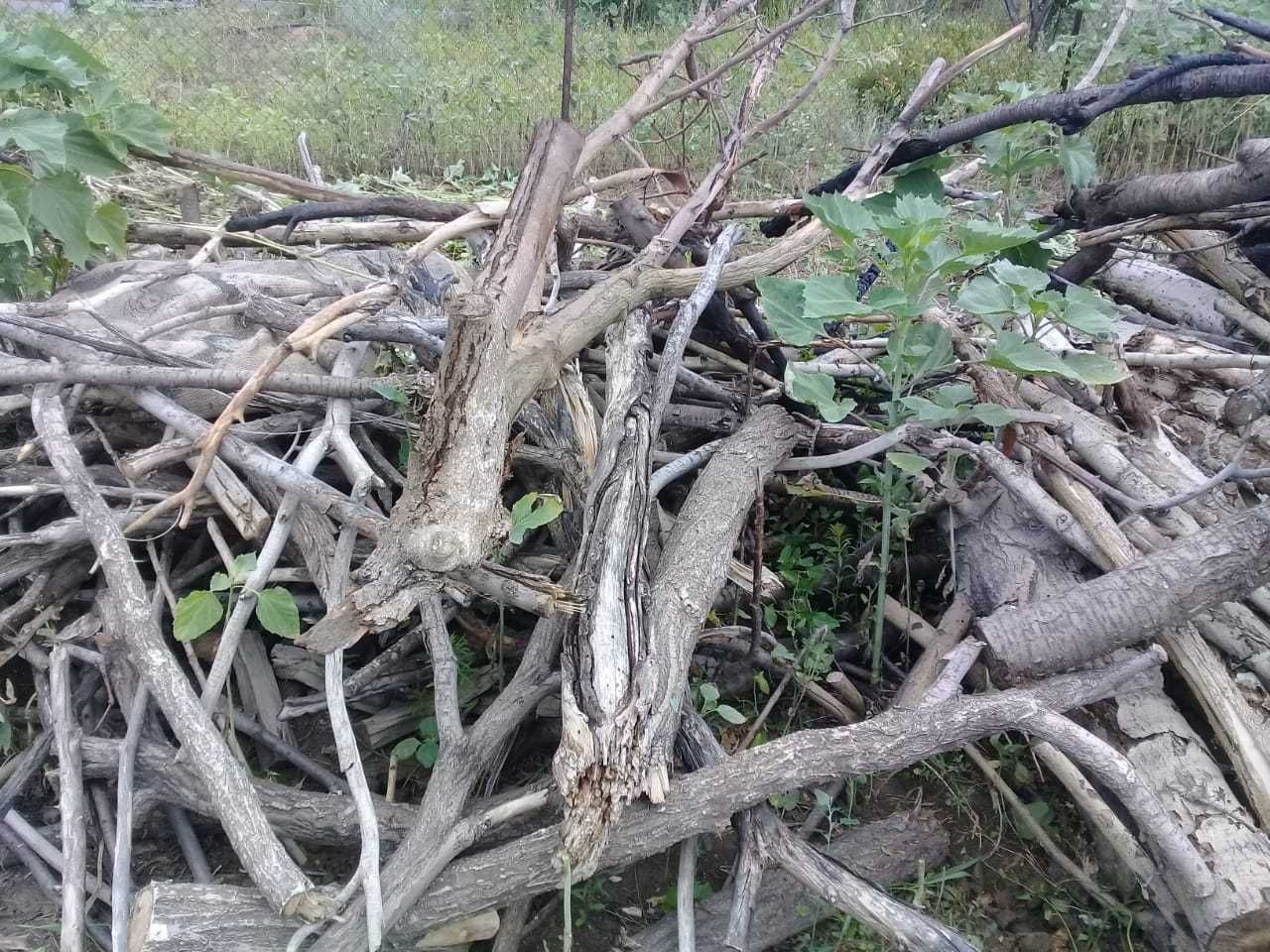 Отдам бесплатно дрова на зиму