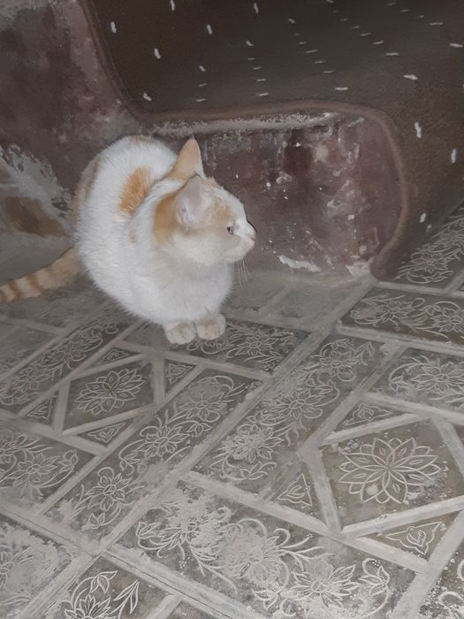 Бесплатний кошка