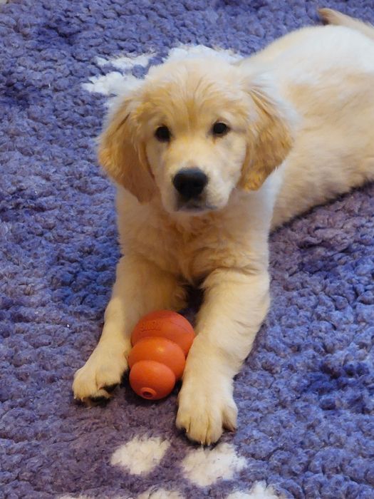Vand catelusa de golden retriever
