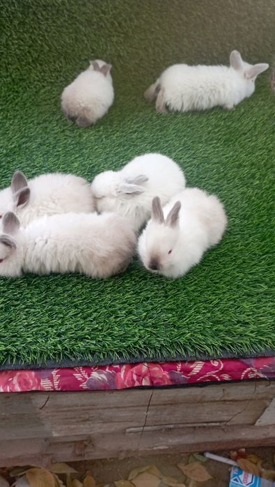 Kalif quyonchala sotiladi 6-ta