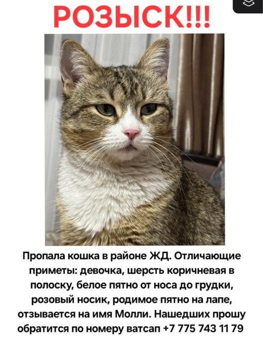 Пропал любимец семьи , если увидите прошу связаться в любое времясуток