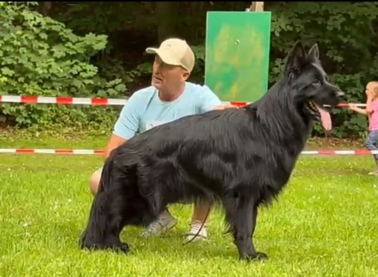 Mascul ciobănesc german bicolor linie de show