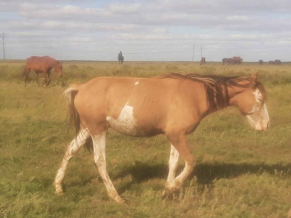 Продам жеребят , 2 года,уже жерёбые