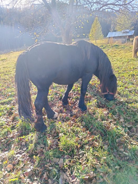 Vând armăsar de 6 ani detalii în privat