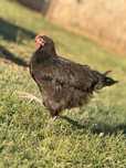 Vând cocoșei de australorp