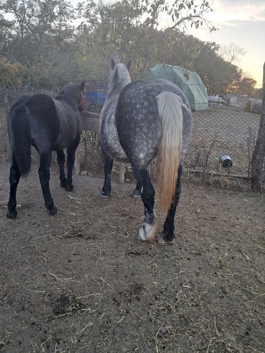 Iapă cu manz 4/5ani ,gestanta.