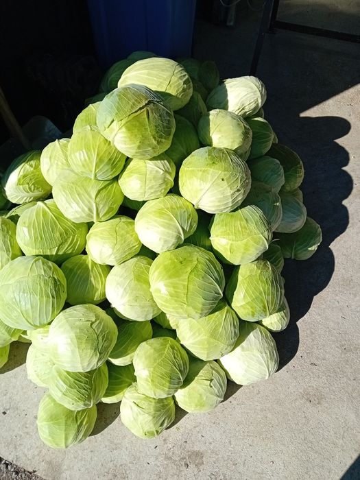 Vând varză plată