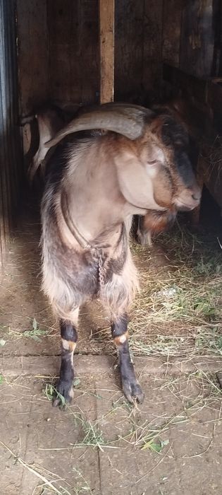 Țap anglonubian în vîrsta de 1 an și 8 luni