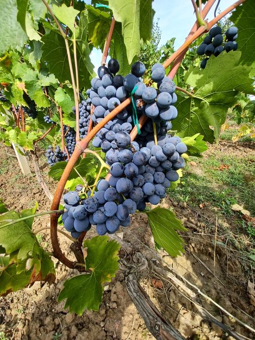 Vand struguri pentru vin