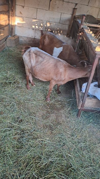 Schimb capre/iede cu oi