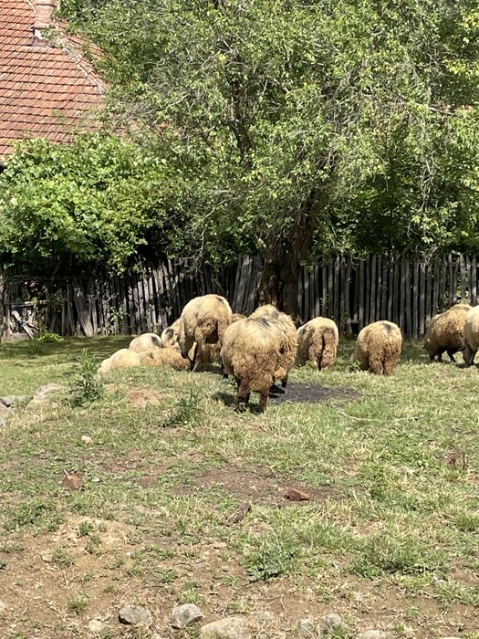 Turmă frumoasă de oi