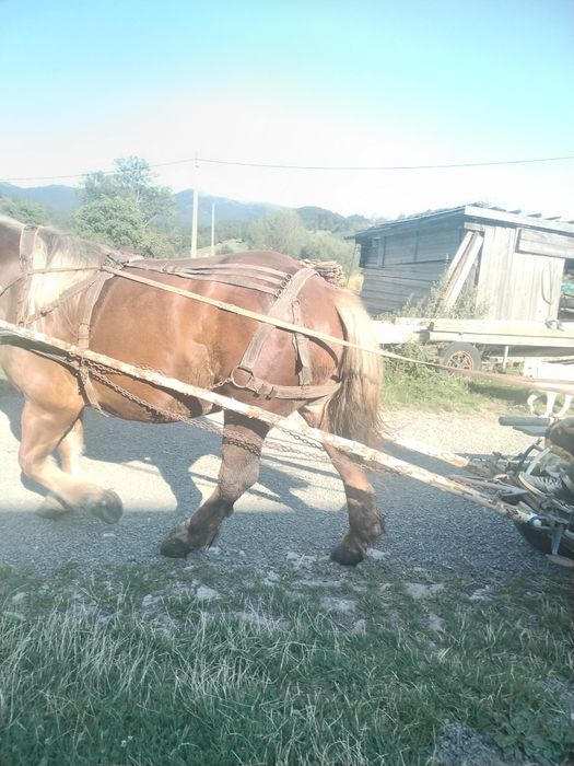 Cal mascul de 7 ani