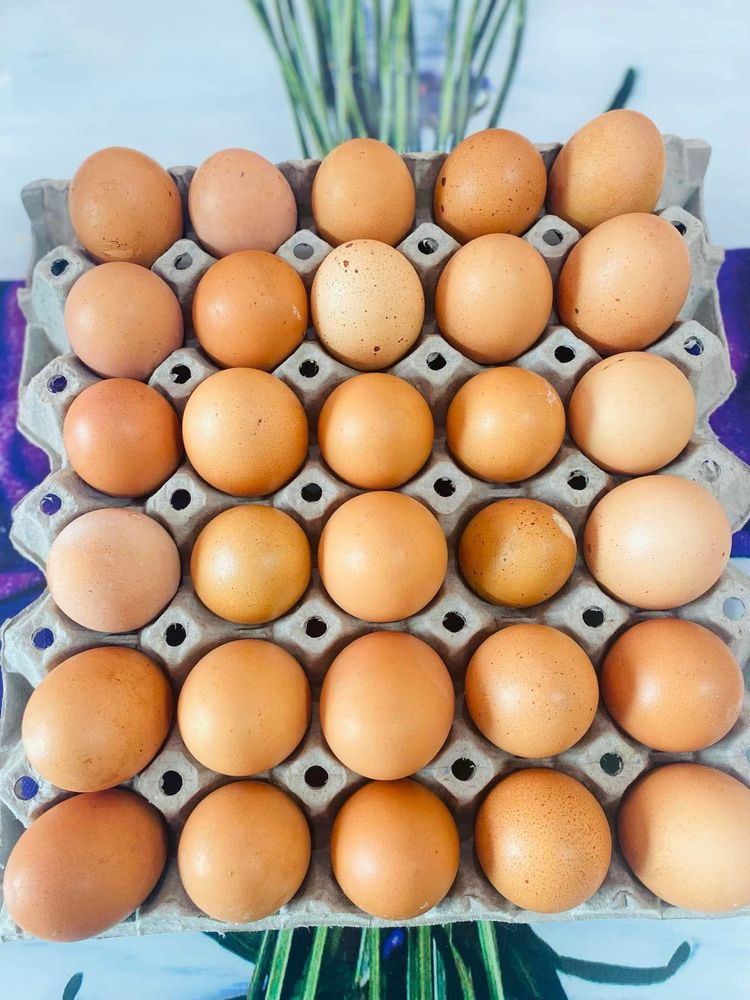 Кокошки лег хорн машина за яйца