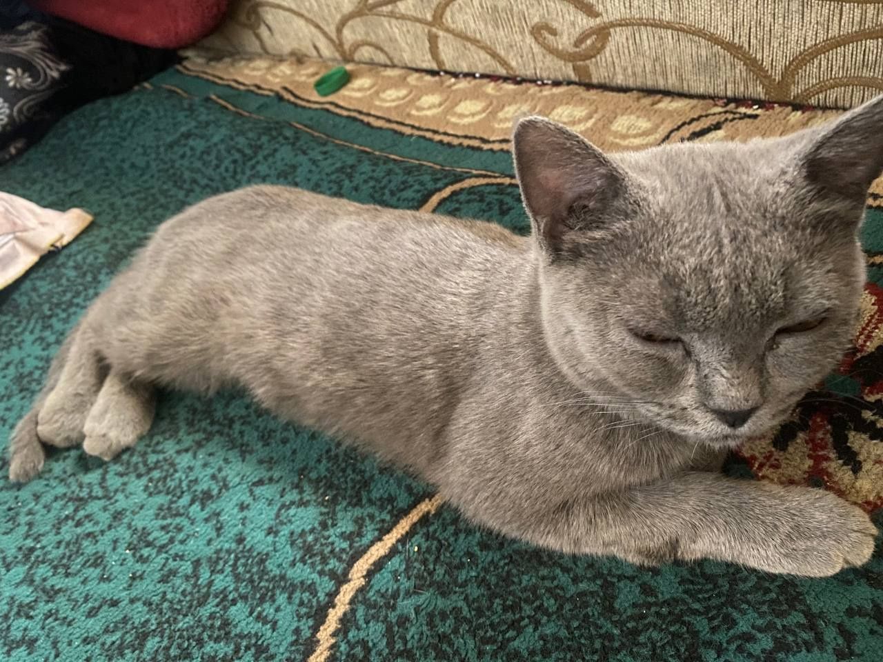 Братанский скот Скотт британский