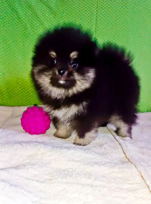 Девочки красотки шпиц