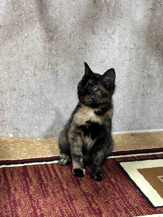 Котята отдам даром