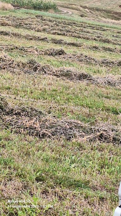 Vând baloti de lucerna