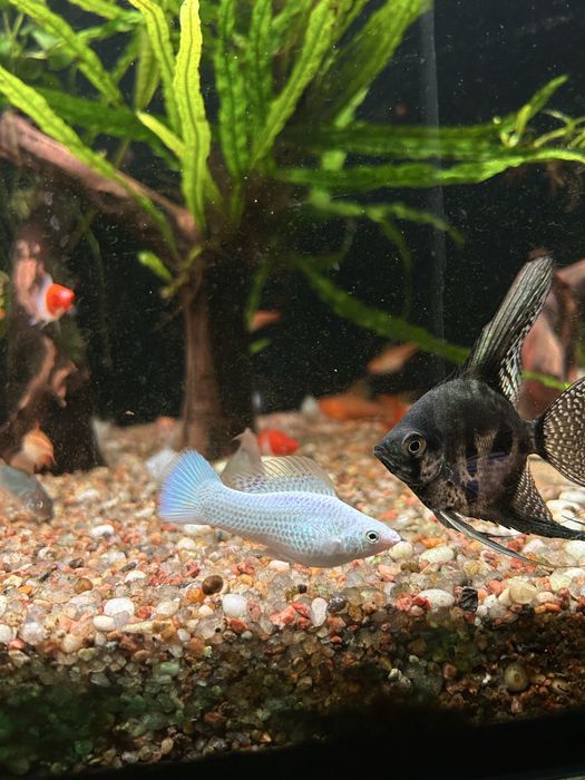 Моллинезия платина