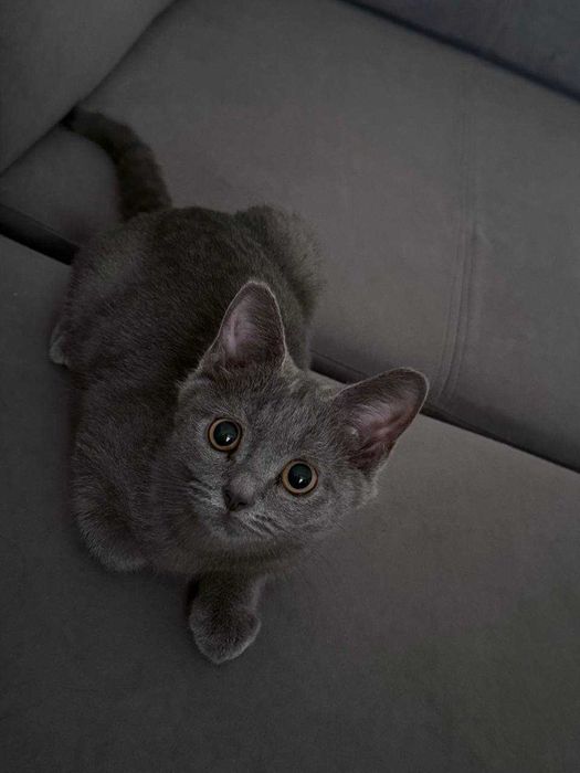 Продаётся котёнок