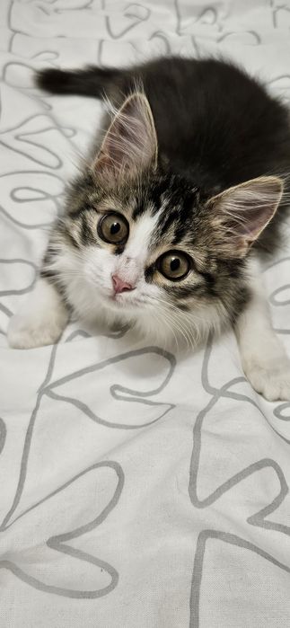 Котёнок ищет дом