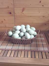 Vand oua ameraucana provenite de la pasari crescute  in sistem ecologi