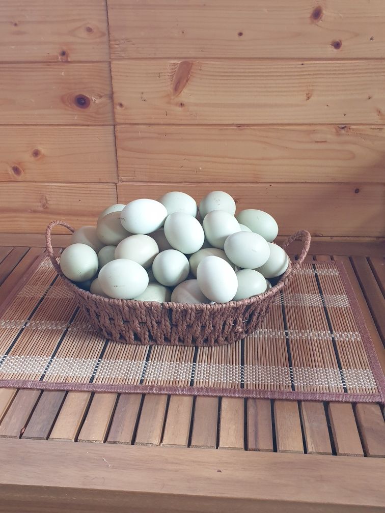 Vand oua ameraucana provenite de la pasari crescute  in sistem ecologi
