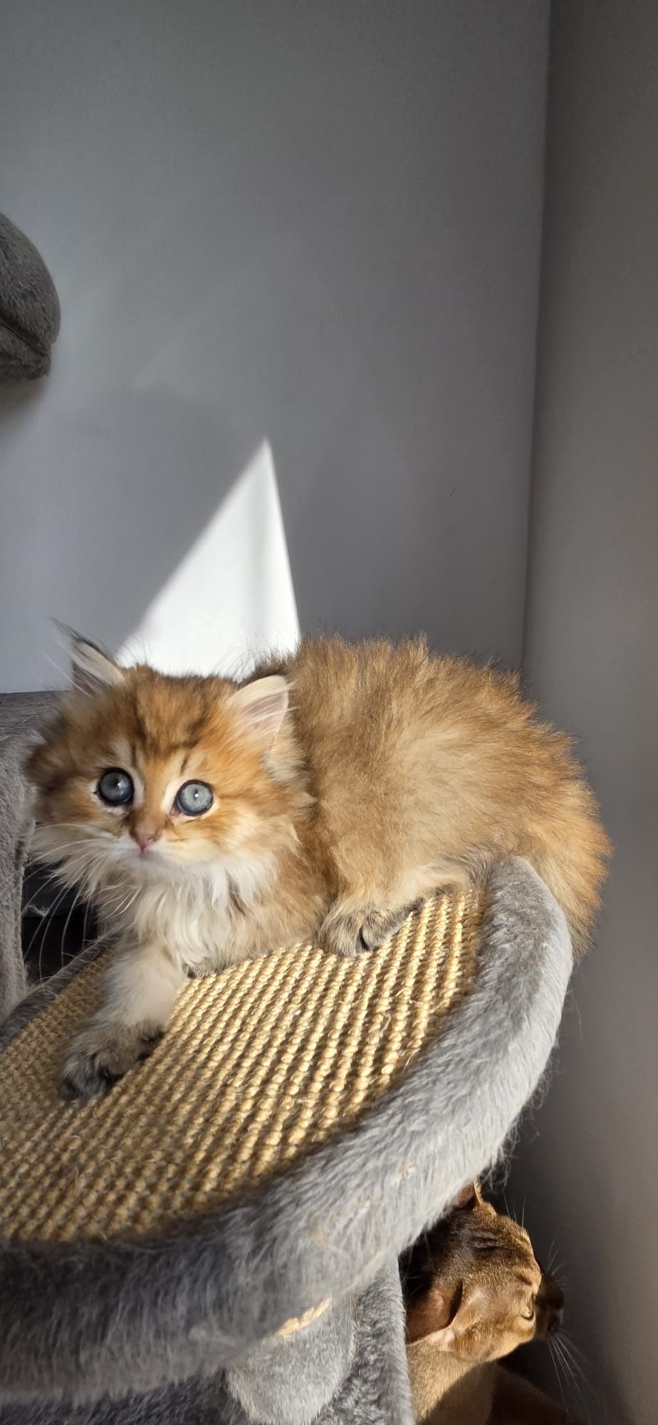British longhair cu pedigree