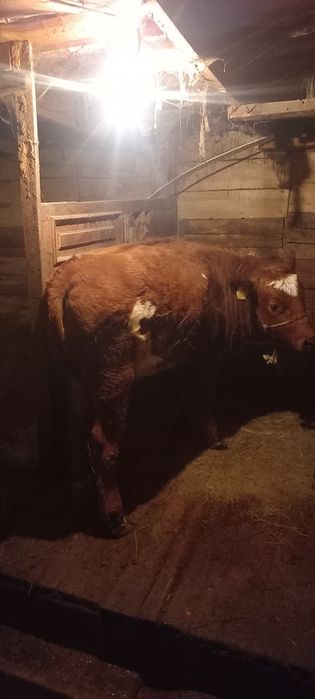 Тайынша сатамын ұрғашы