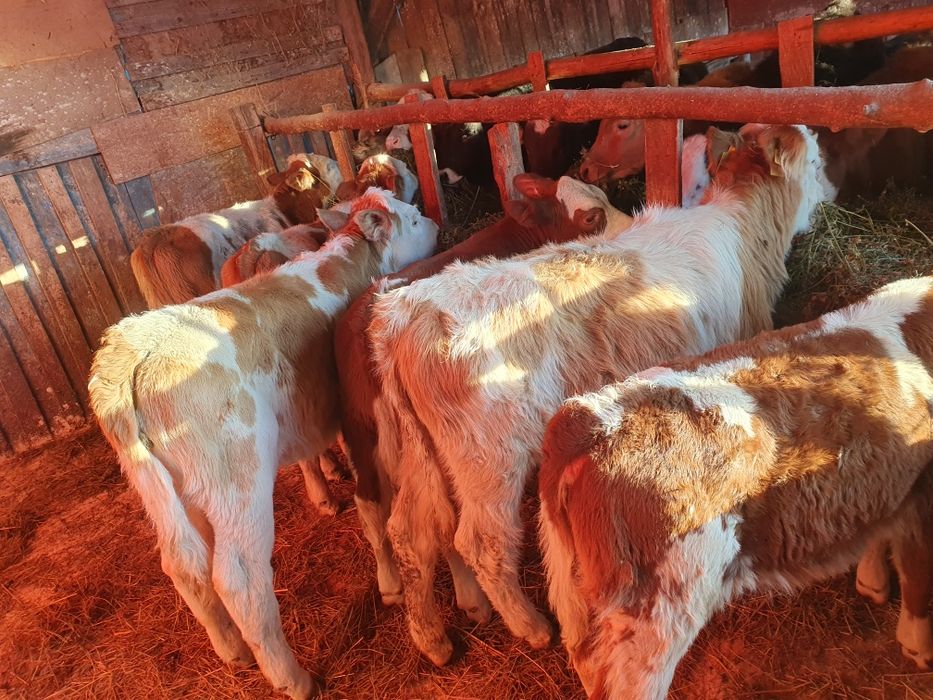 Vand vitei si vitwle