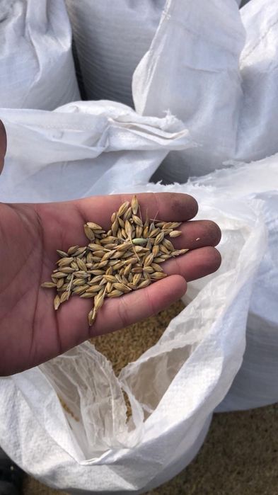 Ячмень мешкованный