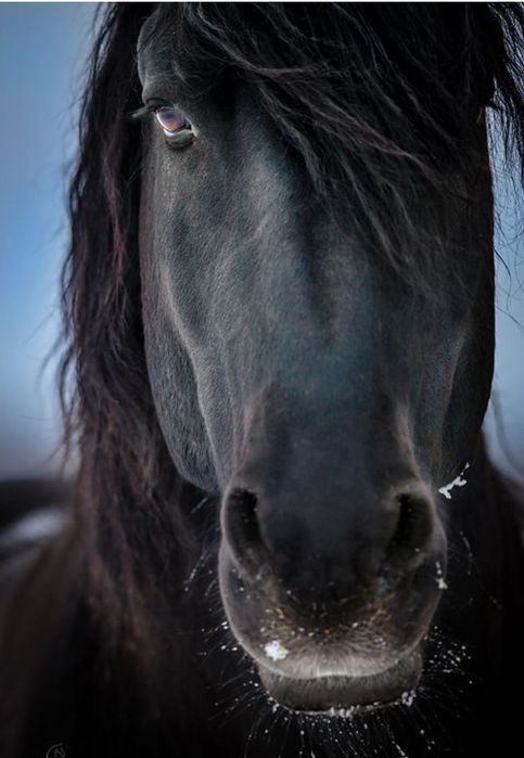 Продам согым два тая