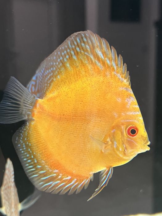 Дискуси Discus fish