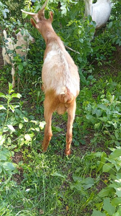 Vând țap de 2 ani