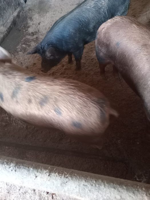 Продам свиней 8 месяцев