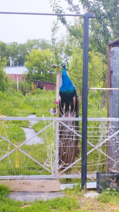 Павлины. 2 самца и 1 самка.