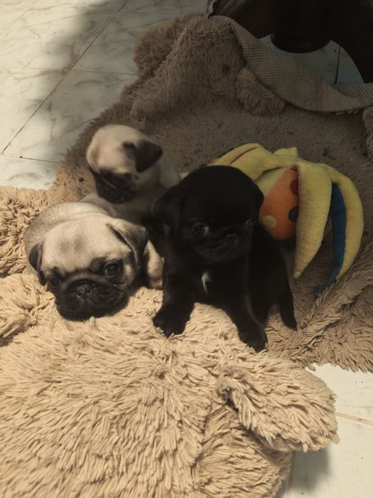 Продавам мопсчета