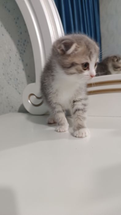 Продаётся котёнок скотиш фолд девочка