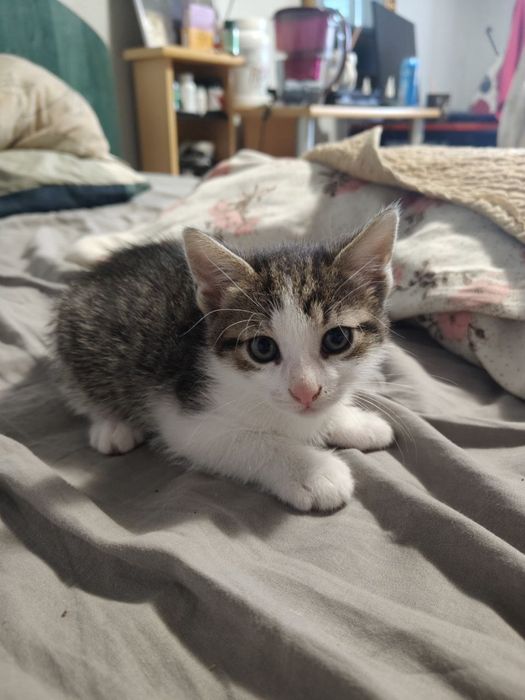 Dau spre adoptie 2 pui de pisica