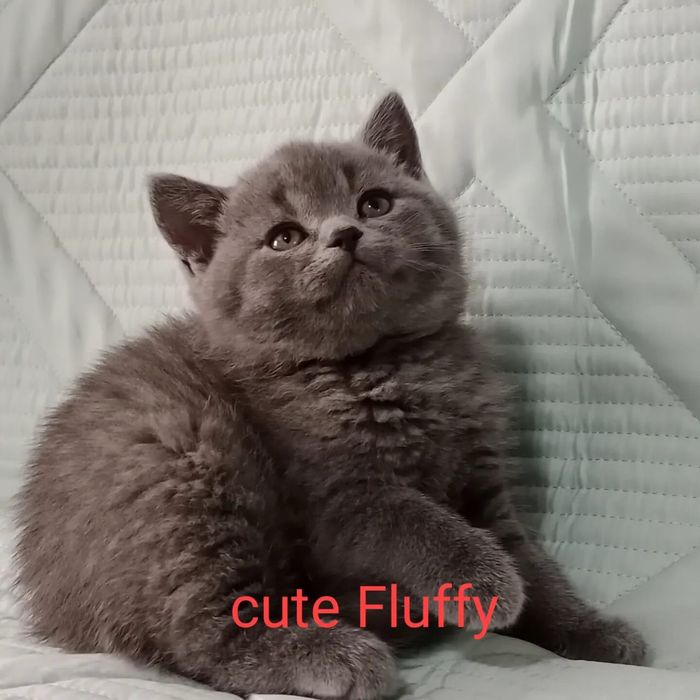 Бриташки продажа