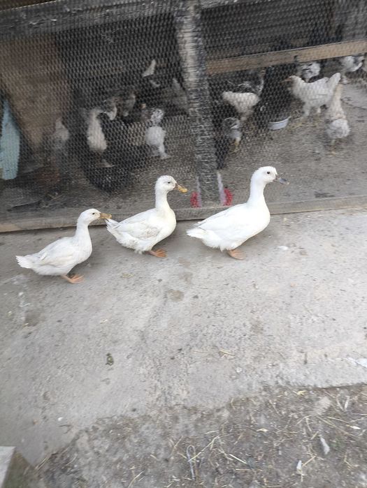 ПРОДАЮ УТКИ! Обычные - 3 штук, индоутка - 1 штука.